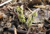 Epimedium &times; versicolor