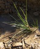 Deschampsia cespitosa