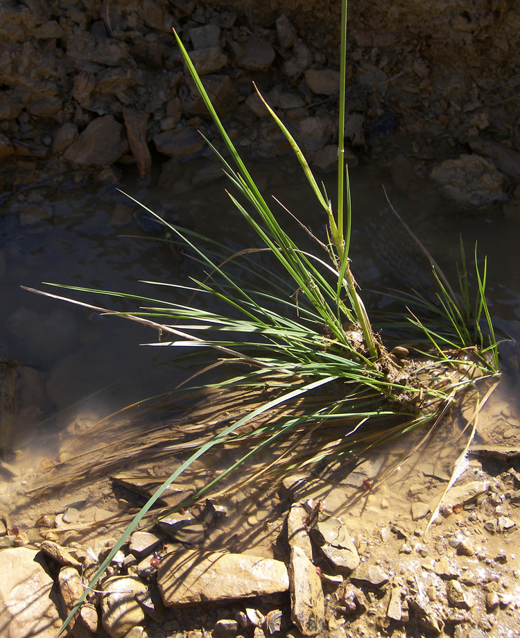 Изображение особи Deschampsia cespitosa.