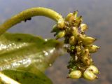 Potamogeton perfoliatus. Соплодие. Свердловская обл., окр. г. Североуральск, заводь. 28.07.2013.