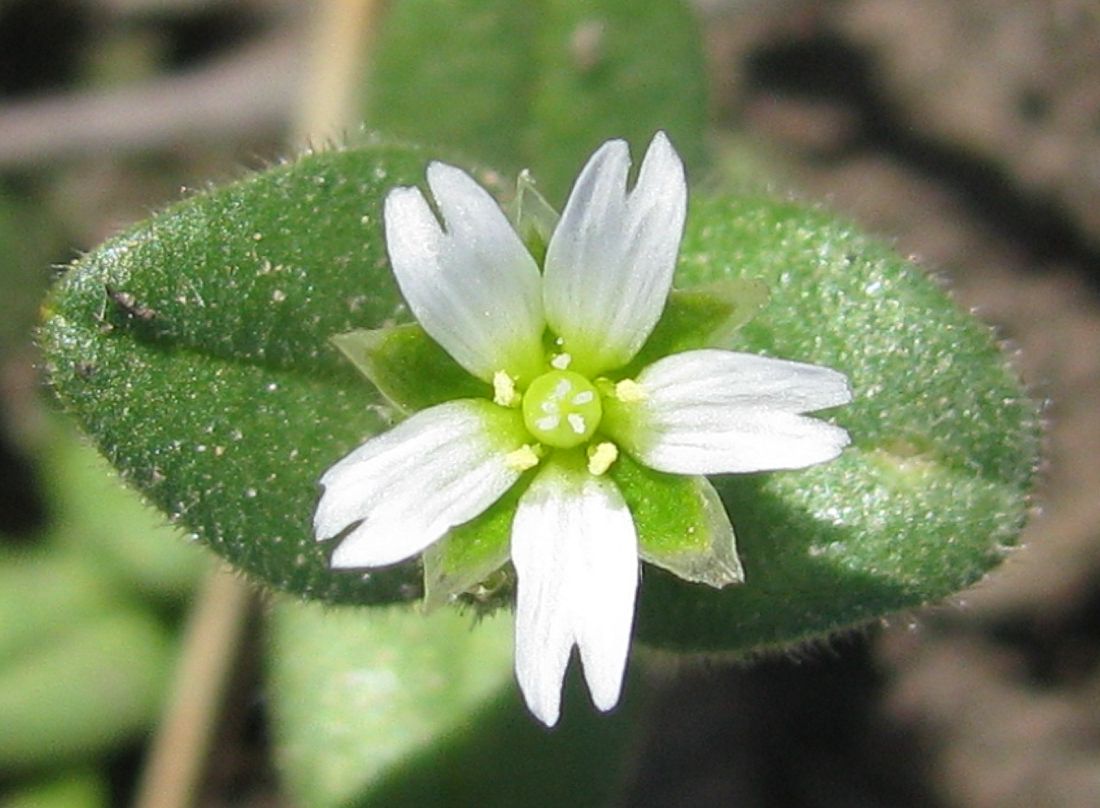 Изображение особи Cerastium semidecandrum.