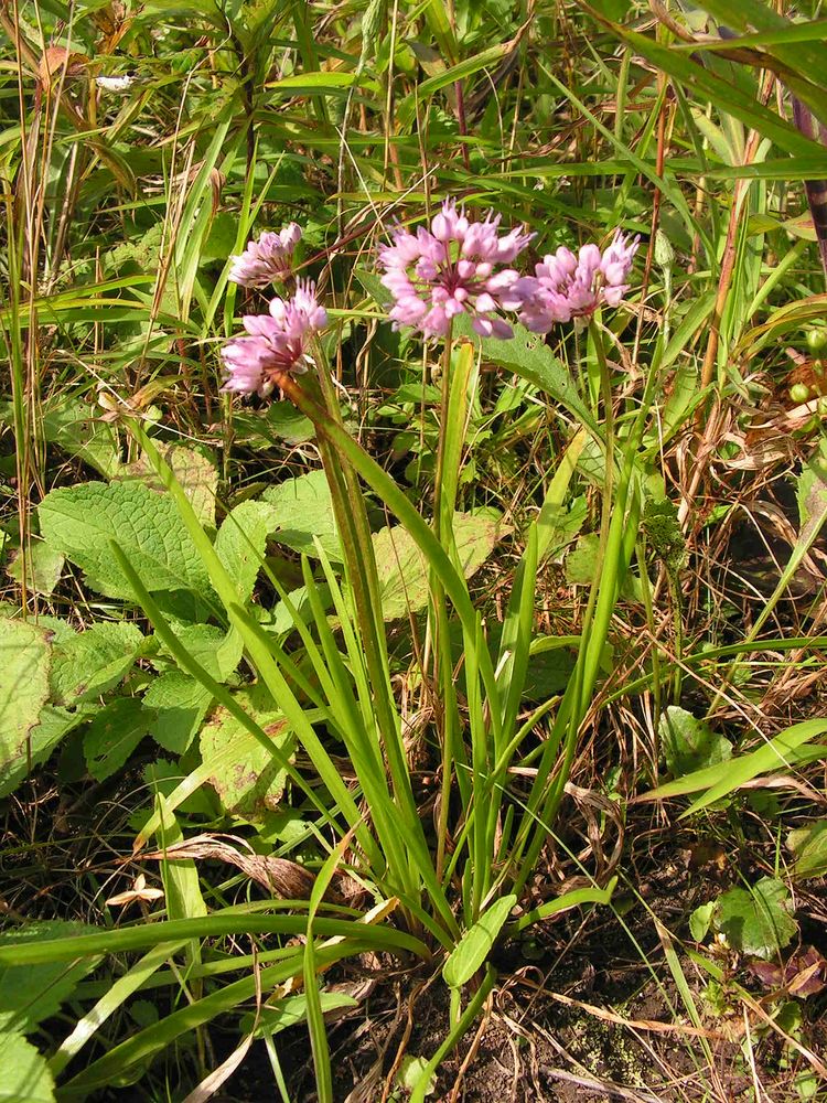 Image of Allium spirale specimen.