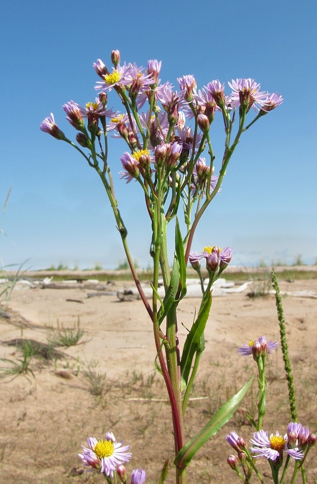 Изображение особи Tripolium pannonicum ssp. tripolium.