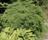 Acer palmatum. Взрослое растение ('Dissectum'). Германия, г. Дюссельдорф, Ботанический сад университета. 14.08.2013.