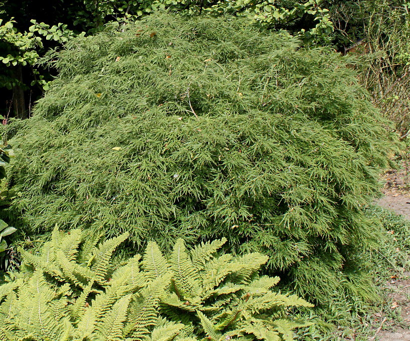 Image of Acer palmatum specimen.