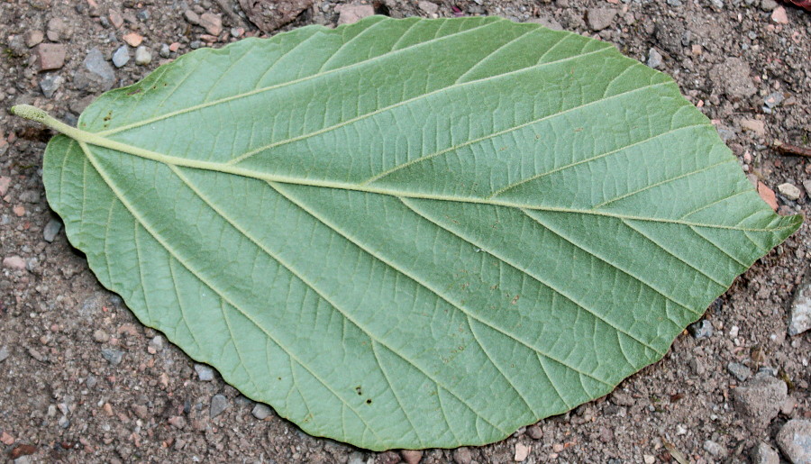 Изображение особи Hamamelis mollis.