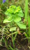 Euphorbia helioscopia. Растение с незрелыми плодами. Кемеровская обл., окр. г. Кемерово, молодая залежь. 01.08.2008.