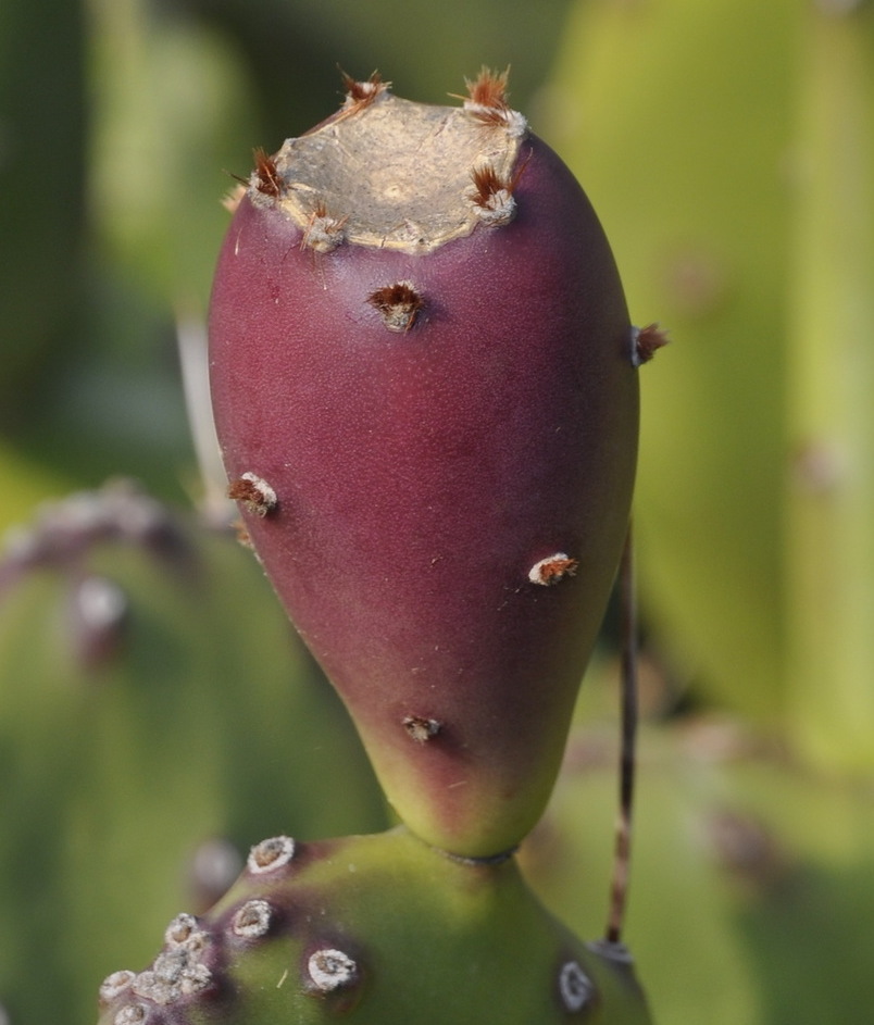 Image of Opuntia dillenii specimen.