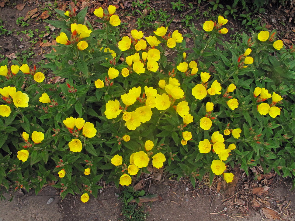 Image of Oenothera pilosella specimen.