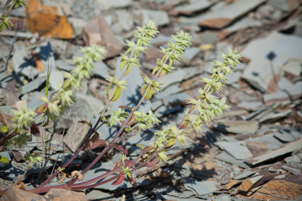 Изображение особи Stachys pubescens.