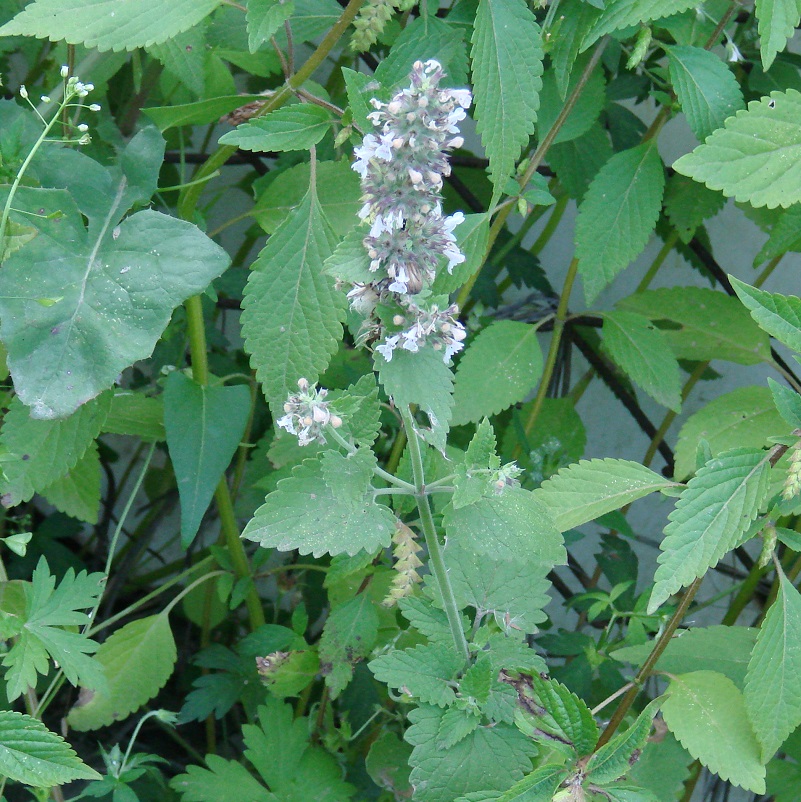 Image of Nepeta cataria specimen.