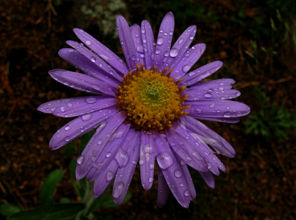 Изображение особи Aster alpinus.