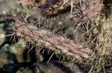 род Cylindropuntia. Побег. Германия, г. Дюссельдорф, Ботанический сад университета. 02.03.2014.