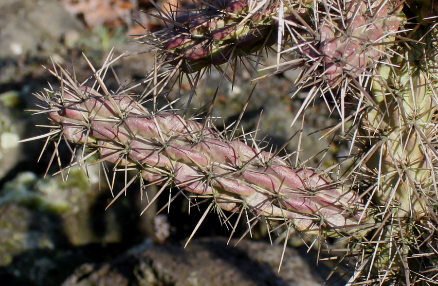 Image of genus Cylindropuntia specimen.
