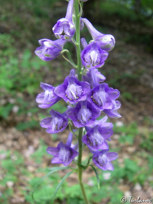 Image of Delphinium fissum specimen.