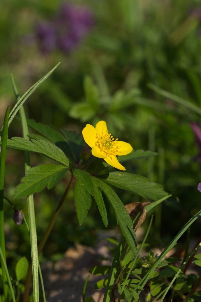 Image of Anemone ranunculoides specimen.