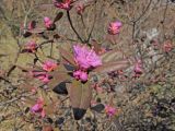 Rhododendron sichotense. Часть ветви с распускающими бутонами. Владивосток, Ботанический сад-институт ДВО РАН. 12 апреля 2014 г.