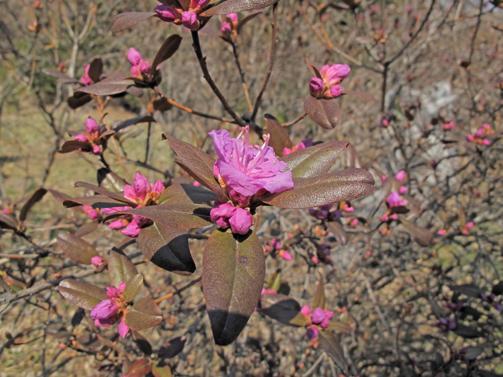 Изображение особи Rhododendron sichotense.