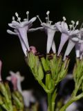 Valeriana dioscoridis