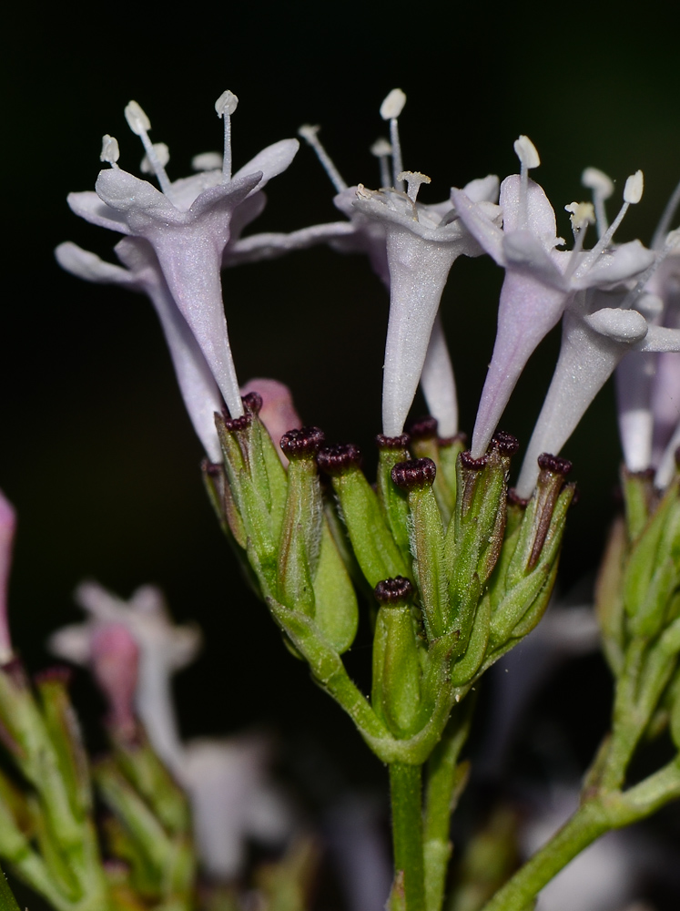 Image of Valeriana dioscoridis specimen.