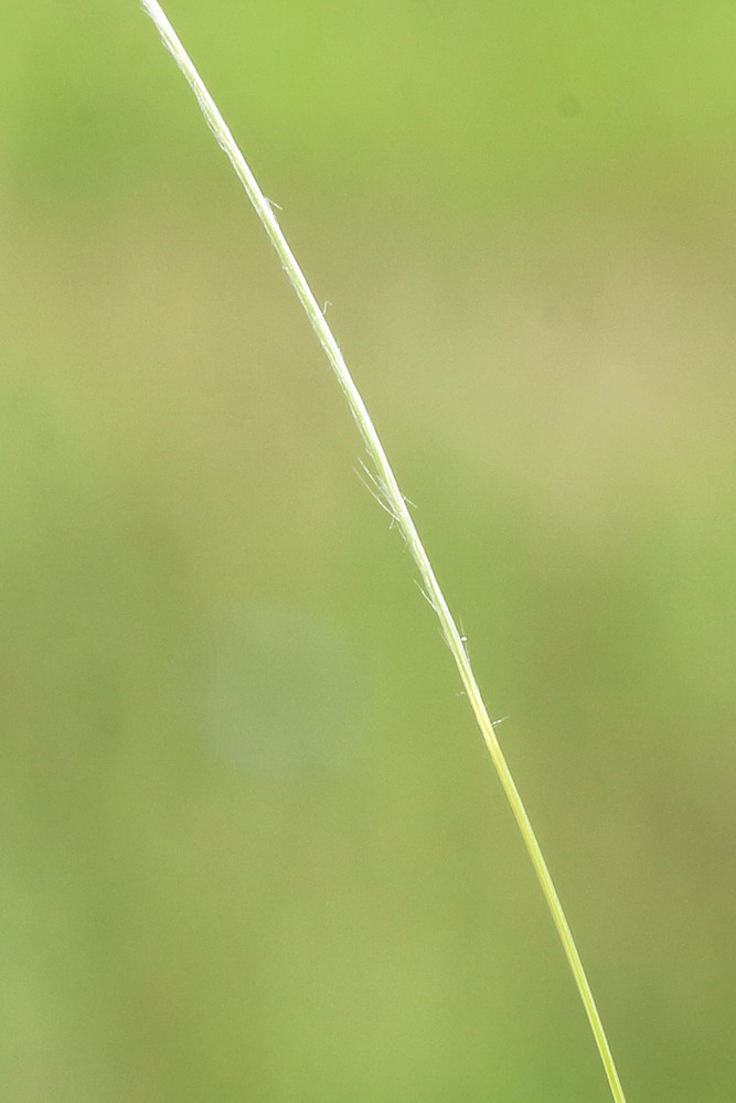 Image of Stipa lessingiana specimen.