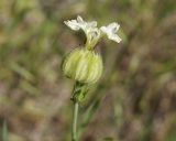 Melandrium latifolium