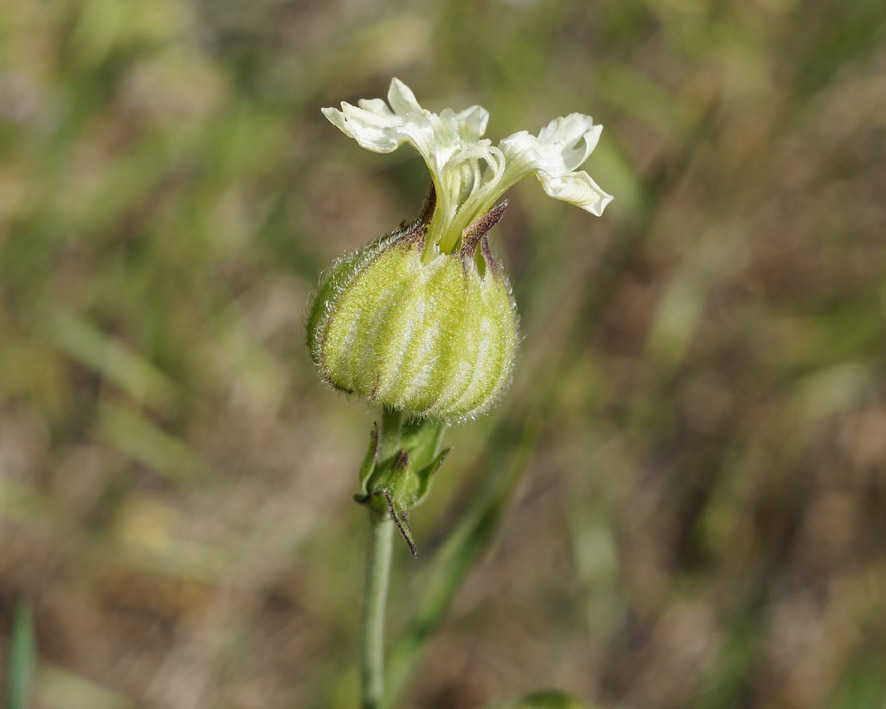 Изображение особи Melandrium latifolium.