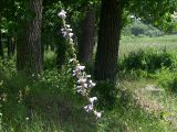 Campanula bononiensis. Цветущее растение (общая высота около 2 м, в кадре - верхние 2/3, т. е. соцветие). Киев, среди дубов на берегу Святошинского озера. 10 июля 2009 г.