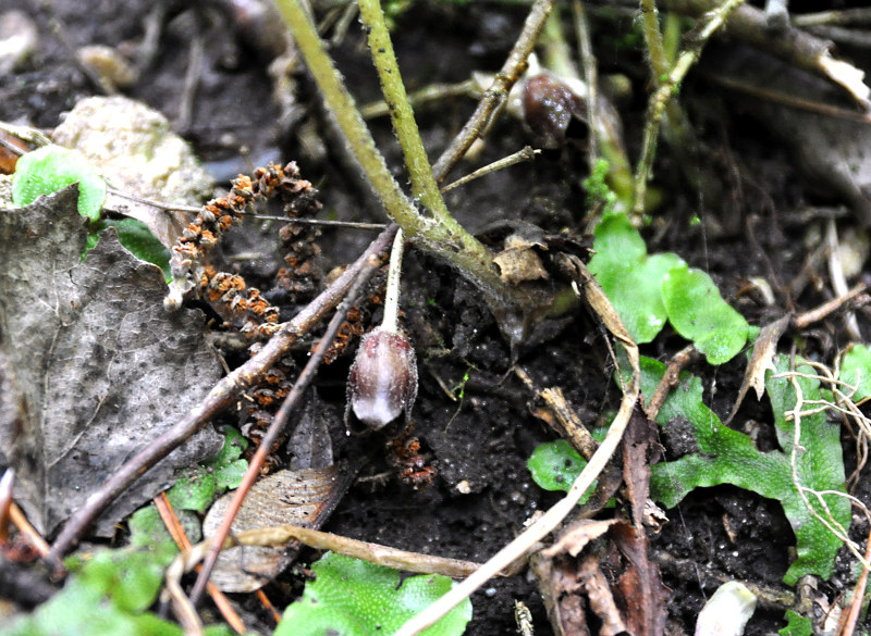 Изображение особи Asarum intermedium.