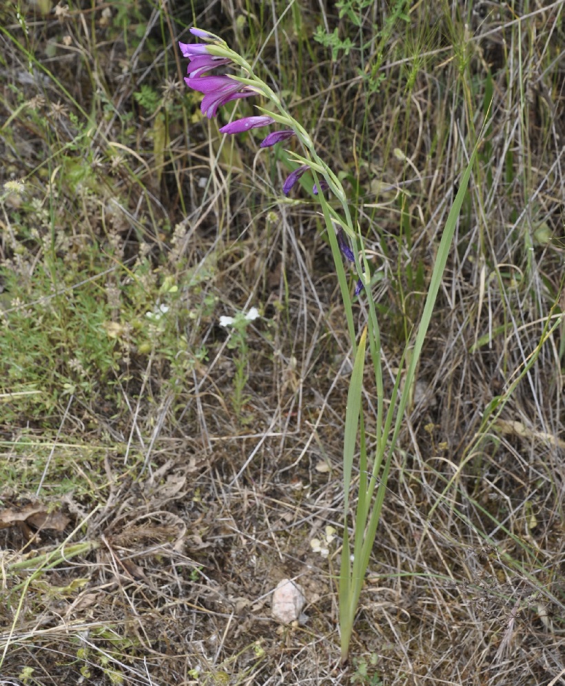 Image of Gladiolus illyricus specimen.