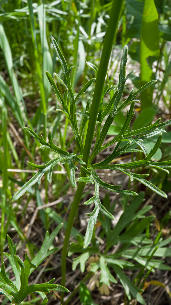 Image of genus Ranunculus specimen.