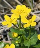 Caltha palustris