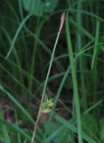 Carex michelii