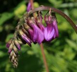 Hedysarum caucasicum. Соцветие. Карачаево-Черкесия, Архыз, долина р. Псыш, каменистый берег реки, 1820 м н.у.м. 13.06.2014.