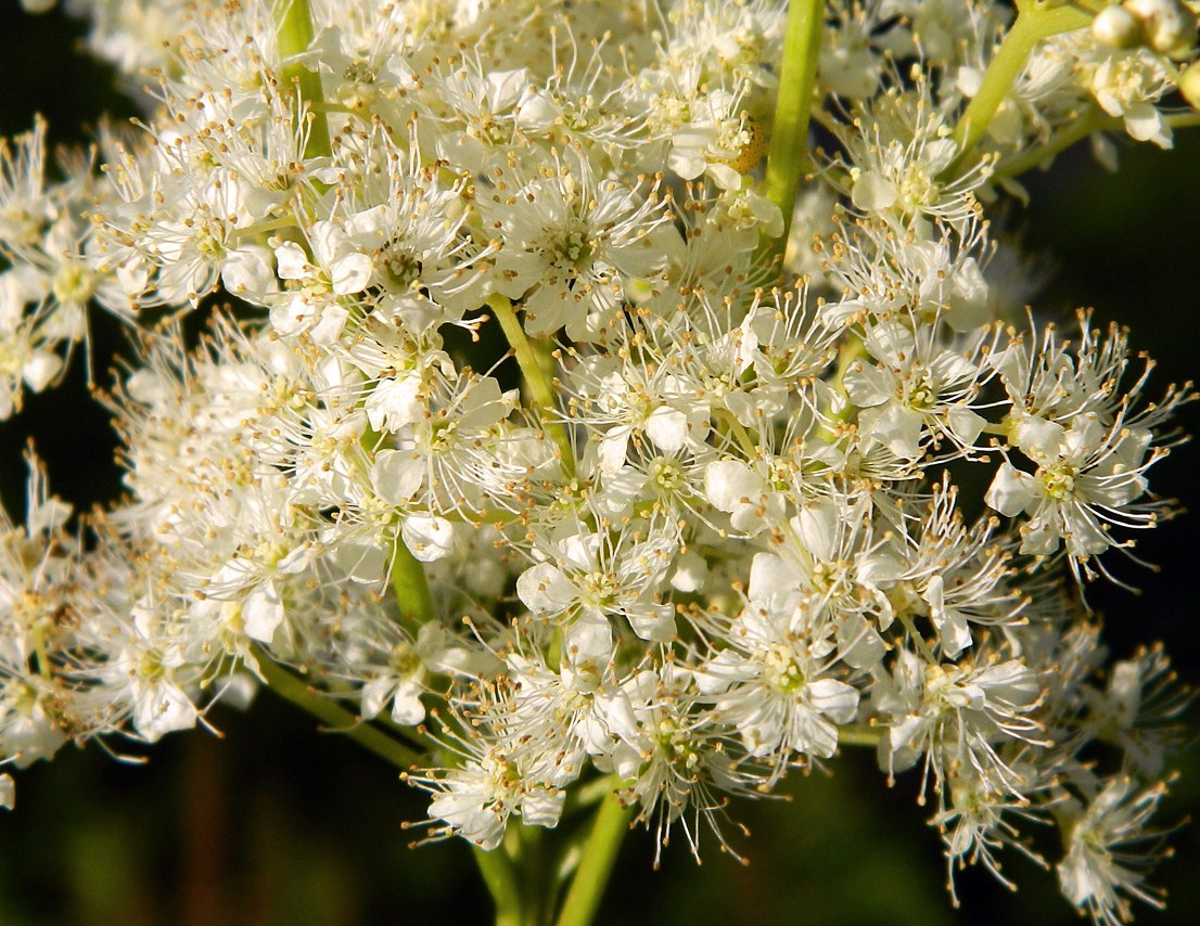 Image of Filipendula ulmaria ssp. denudata specimen.