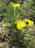 Ajuga mollis