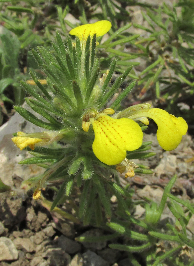 Image of Ajuga mollis specimen.