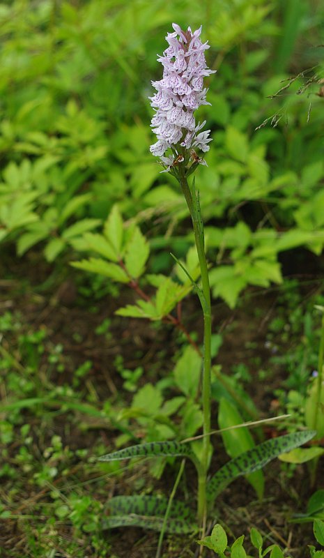 Изображение особи Dactylorhiza baltica.