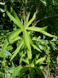 Delphinium cheilanthum