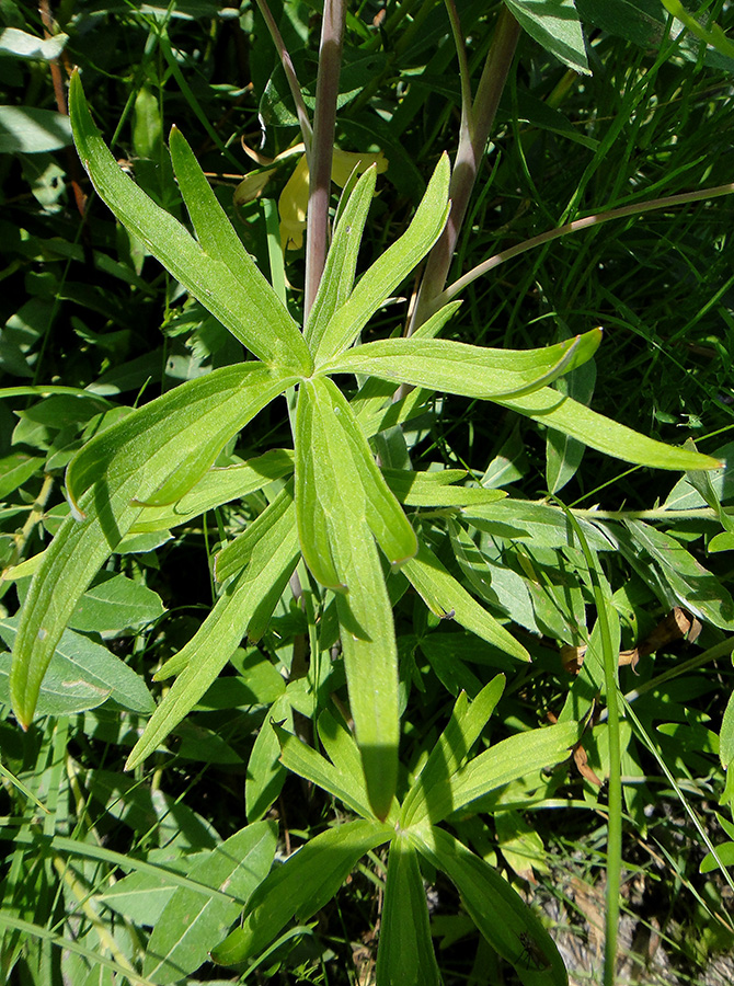 Изображение особи Delphinium cheilanthum.