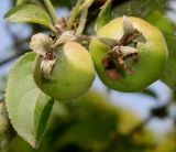 Malus sieversii. Невызревшие плоды. Германия, г. Дюссельдорф, Ботанический сад университета. 03.06.2014.