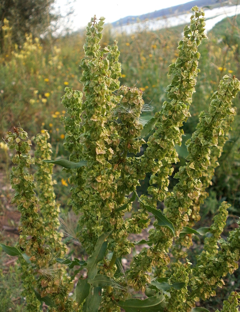 Изображение особи Rumex stenophyllus.