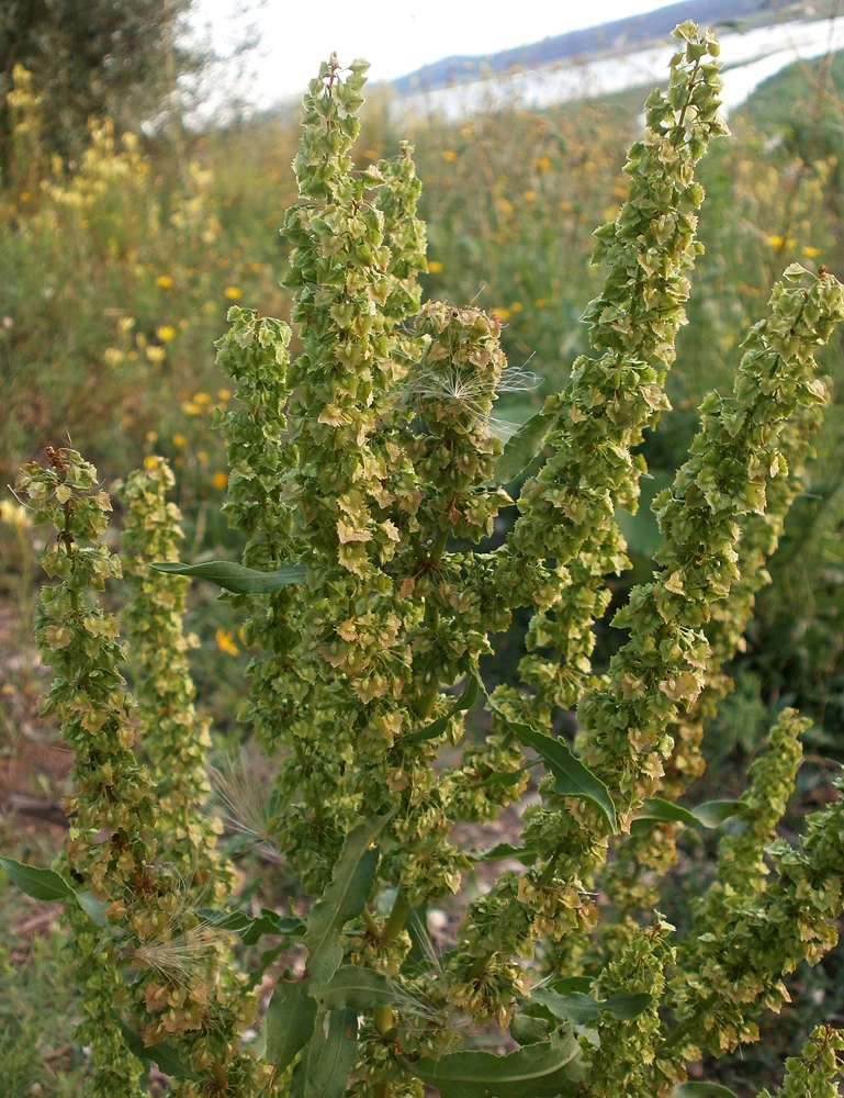 Image of Rumex stenophyllus specimen.