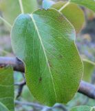 Pyrus caucasica