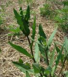 Picris hieracioides