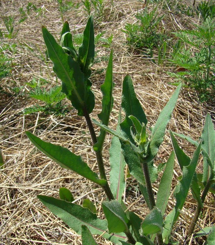 Image of Picris hieracioides specimen.