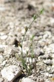 Juncus ambiguus. Плодоносящее растение. Крым, предгорья, окр. с. Терновка. 09.09.2014.