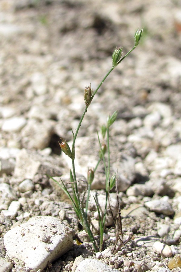 Изображение особи Juncus ambiguus.