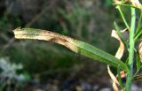 Linaria vulgaris