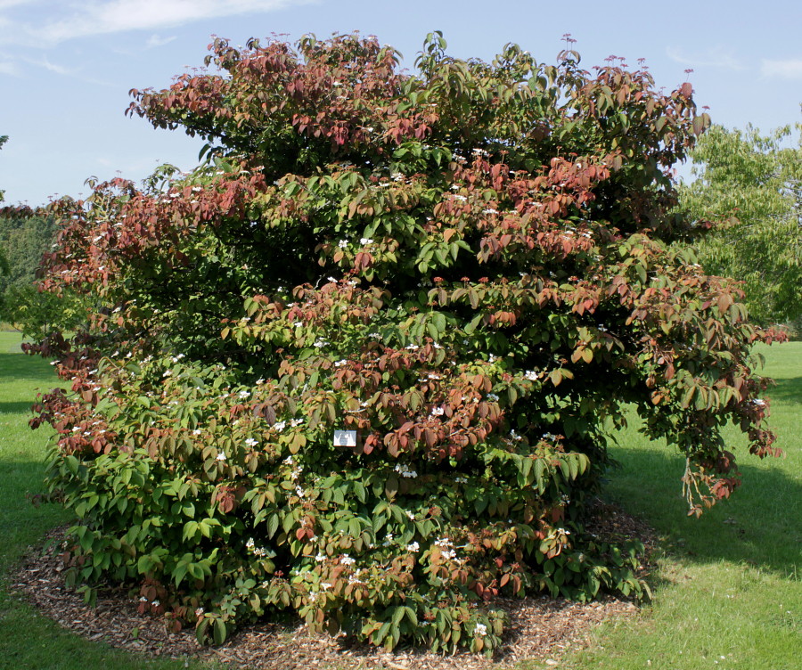Изображение особи Viburnum plicatum.